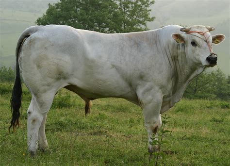 chianina steak cattle